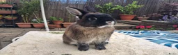Netherland Dwarf rabbits for sale: Neutered Male Netherland Dwarf 1 year old - Wilf - Advert 15