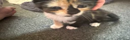 Mixed Breed cats for sale: Kittens  in Manchester - Advert 5