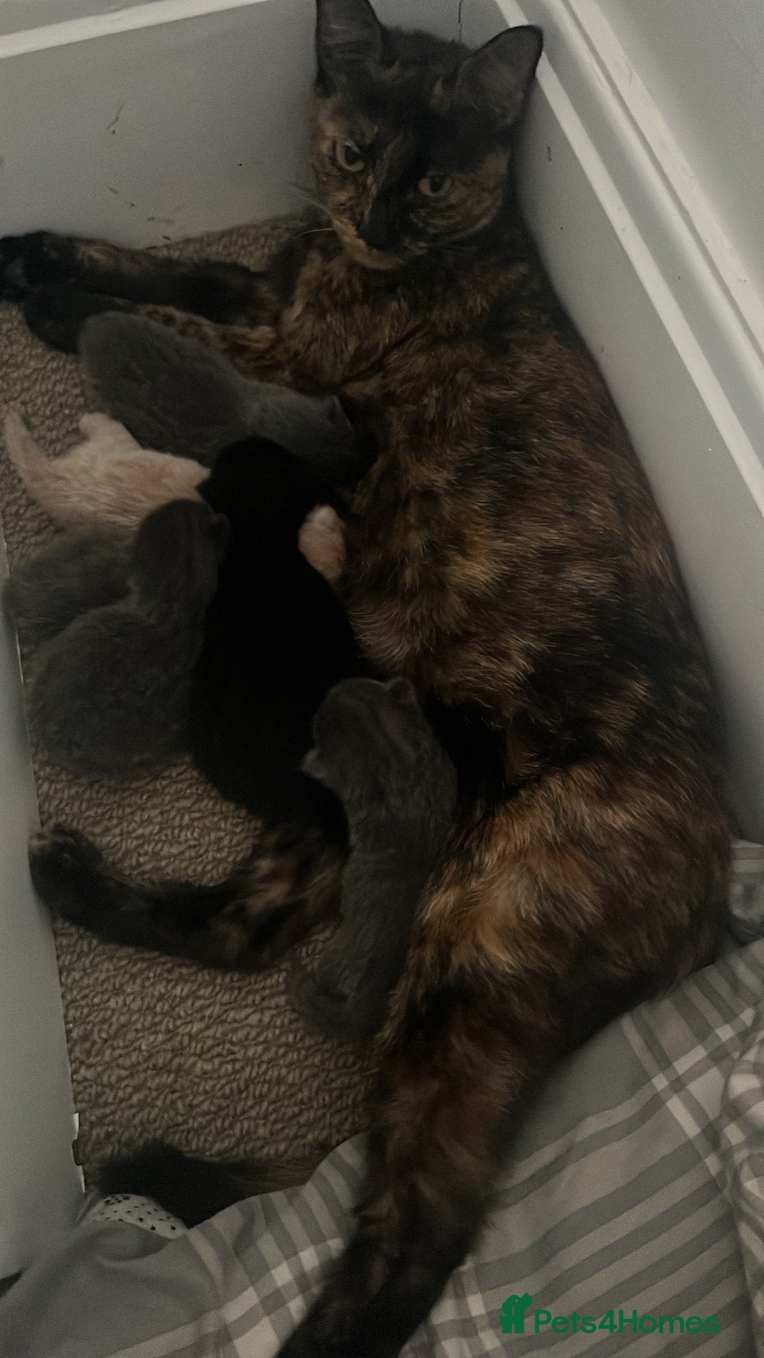 Mixed Breed cats Grey, ginger, black and tortoise shell kittens  - Advert 10
