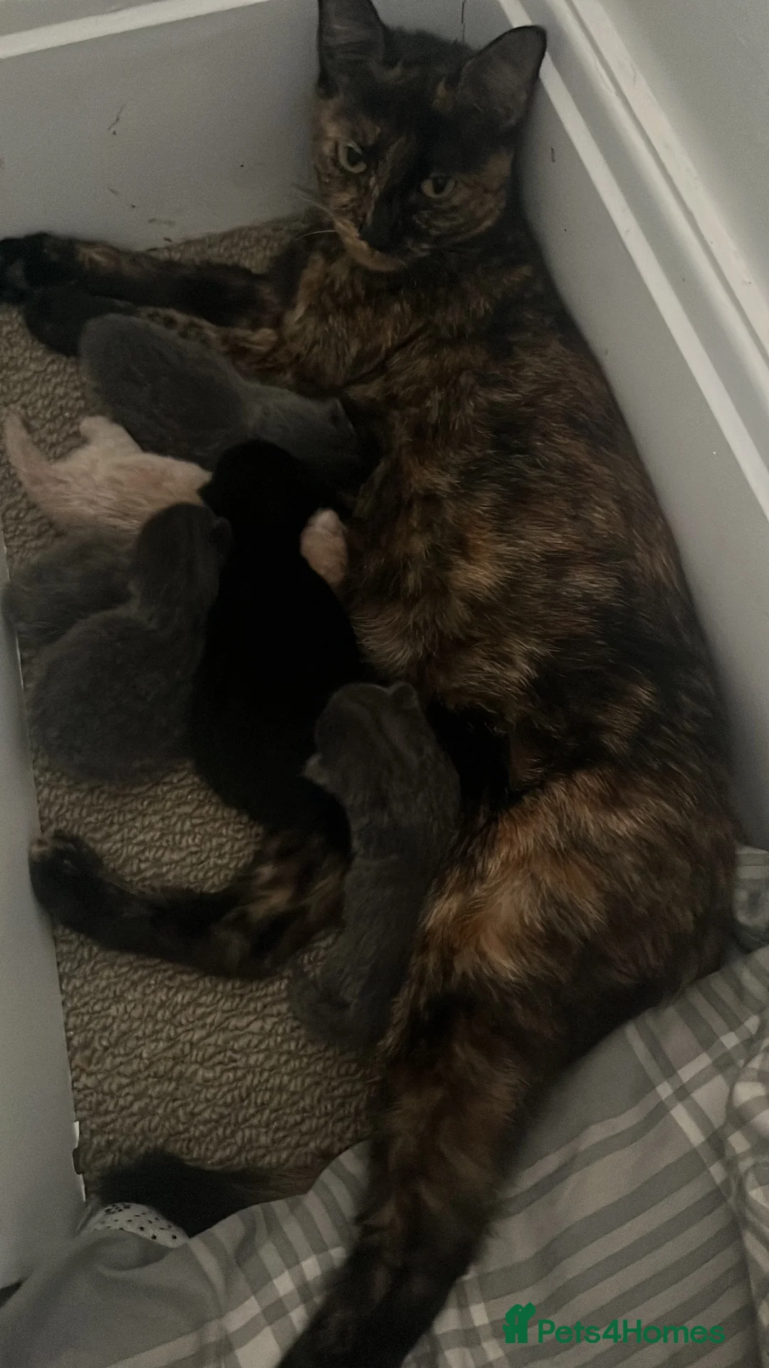 Mixed Breed cats for sale: Grey, ginger, black and tortoise shell kittens  - Advert 1