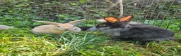 Mixed Breed rabbits for sale: Baby bunny's  - Advert 4