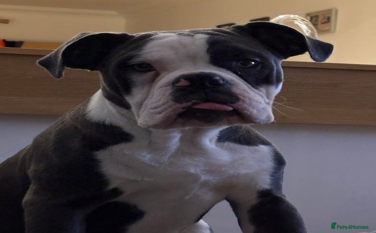 Olde English Bulldogge dogs - Advert 1