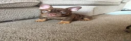French Bulldog dogs for sale:  MASSIVELY REDUCED AGAIN!!READY TO LEAVE-frenchies - Advert 17
