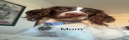 Sprocker dogs for sale: Beautiful Sprockers  - Advert 7
