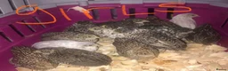Quail poultry for sale: SEXED QUAILS, CHINESE PAINTED BUTTONS ! - Advert 1
