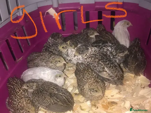 Quail poultry for sale: SEXED QUAILS, CHINESE PAINTED BUTTONS ! - Advert 1