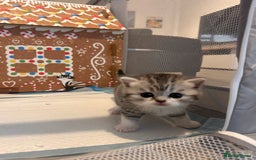 Scottish Fold cats for sale: Scottish fold and straights - Image 7
