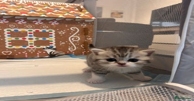 Scottish Fold cats - Advert 3