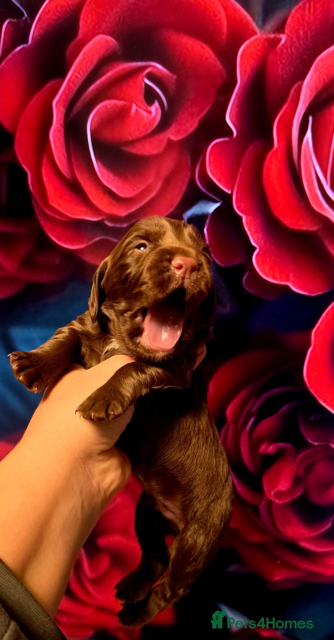 Cocker Spaniel dogs   KC REG Working Chocolate spaniels babies - Advert 4