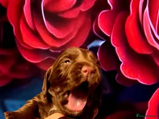 Cocker Spaniel dogs KC REG Working Chocolate spaniels babies - Advert 4