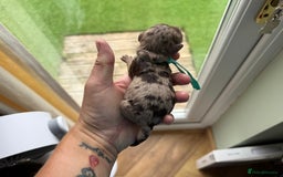 Cockapoo dogs for sale: F2bb Cockapoo Chocolate Merle Puppies  - Image 7