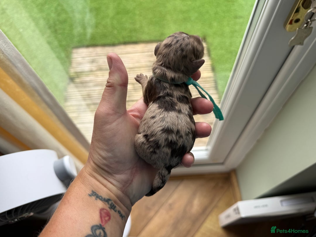 Cockapoo dogs for sale: F2bb Cockapoo Chocolate Merle Puppies  - Image 7