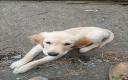 Golden Retriever dogs for sale: Golden retriever boy - Image 4
