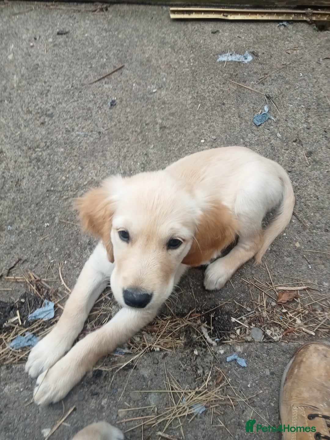Golden Retriever dogs for sale: Golden retriever boy - Image 4