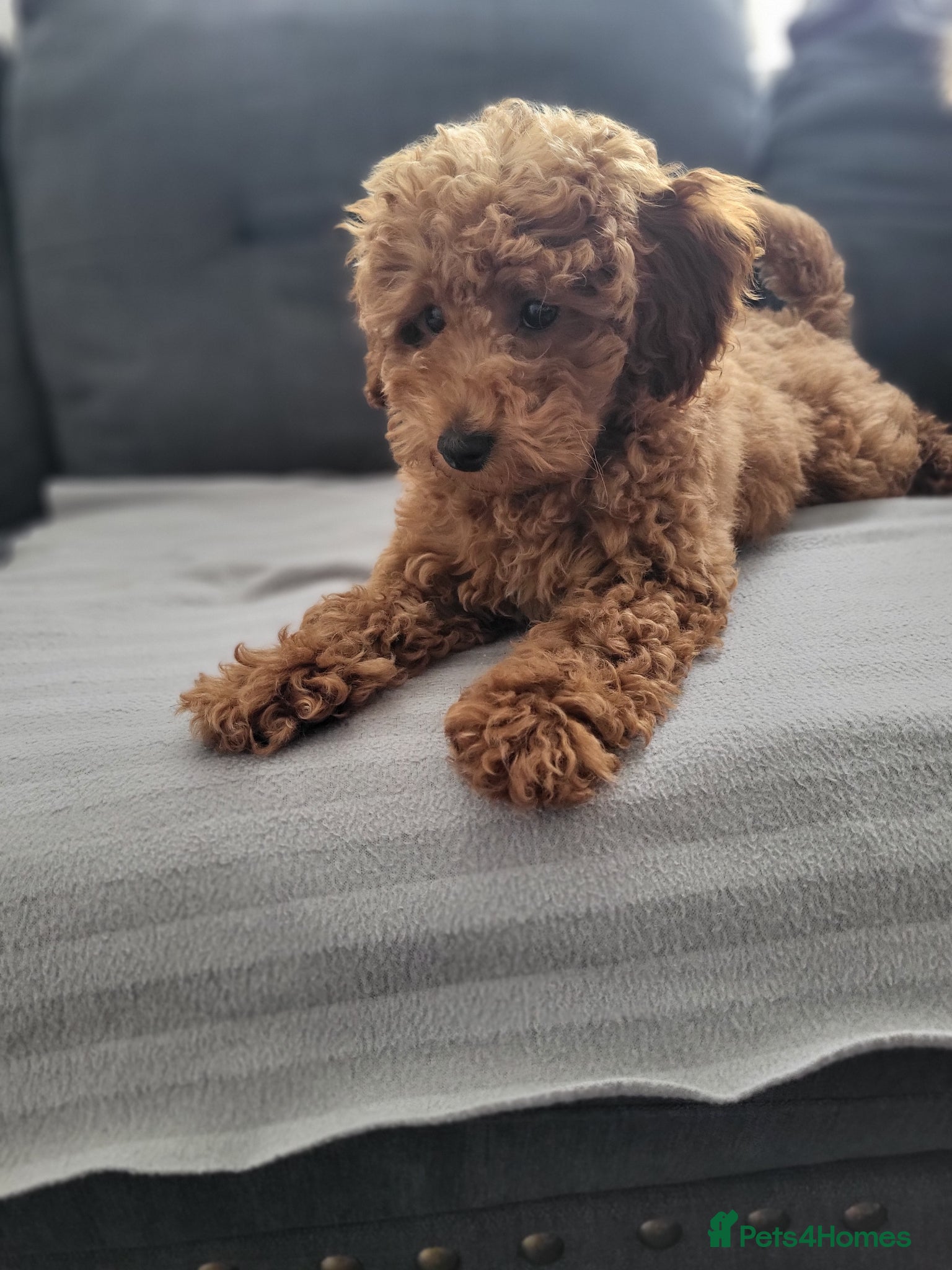 Toy Poodle dogs Adorable TOY POODLE pups - Advert 1