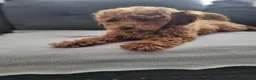 Toy Poodle dogs for sale: Adorable TOY POODLE pups - Advert 1