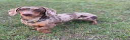 Miniature Dachshund dogs for sale: Miniature dachshunds-Blue & tan ,black & tan left - Advert 11