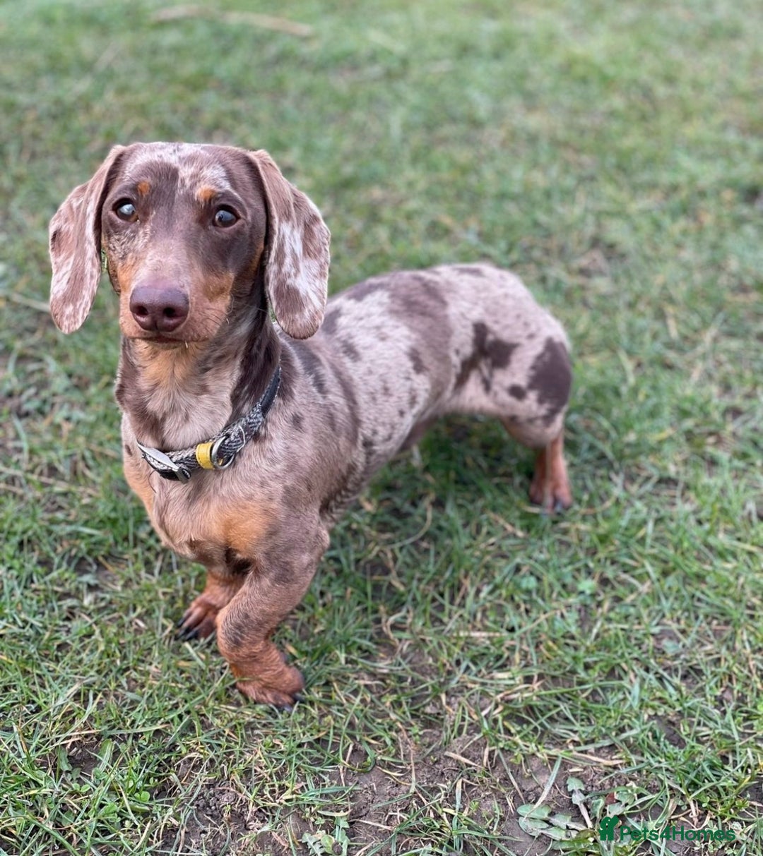 Miniature Dachshund dogs for sale: Miniature dachshunds-Blue & tan ,black & tan left - Advert 11