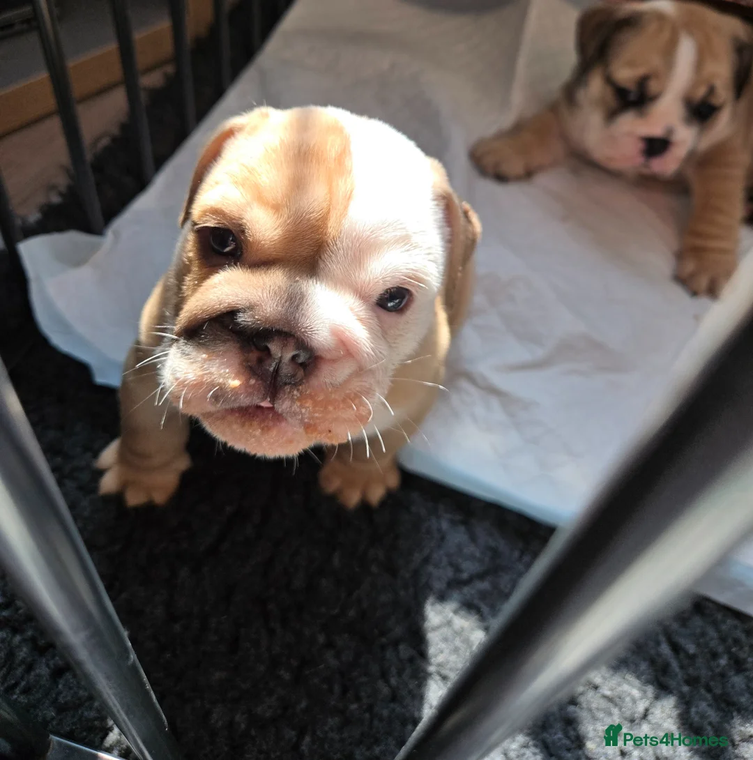 English Bulldog dogs for sale: English bulldogs  - Advert 9