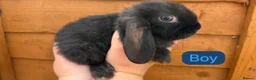 Mini Lop rabbits for sale: Mini lops  - Advert 4