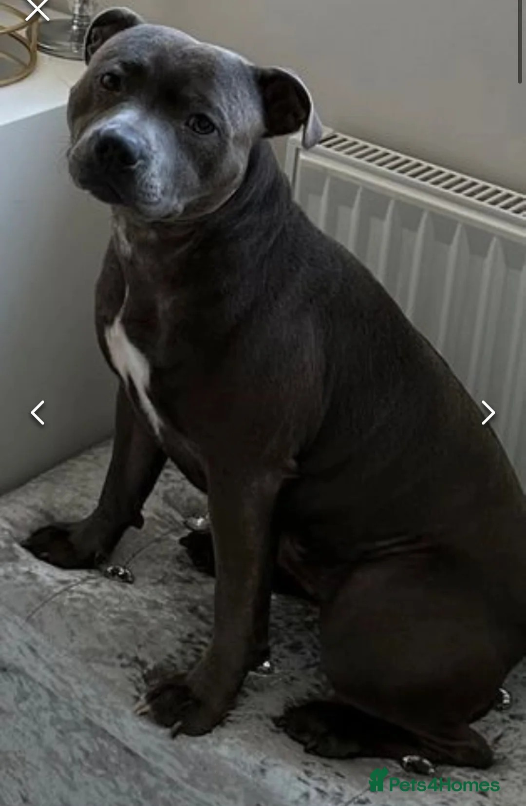 Staffordshire Bull Terrier dogs for stud: Stud offered- Blue Staffordshire Bull Terrier Stud in Wickford - Advert 17