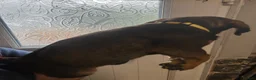 Mixed Breed dogs for sale: Stunning cane corso / Doberman puppies - Advert 13