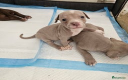 American Bully dogs for sale:  Medium Bully Puppies–XL are banned, these are NOT - Image 10