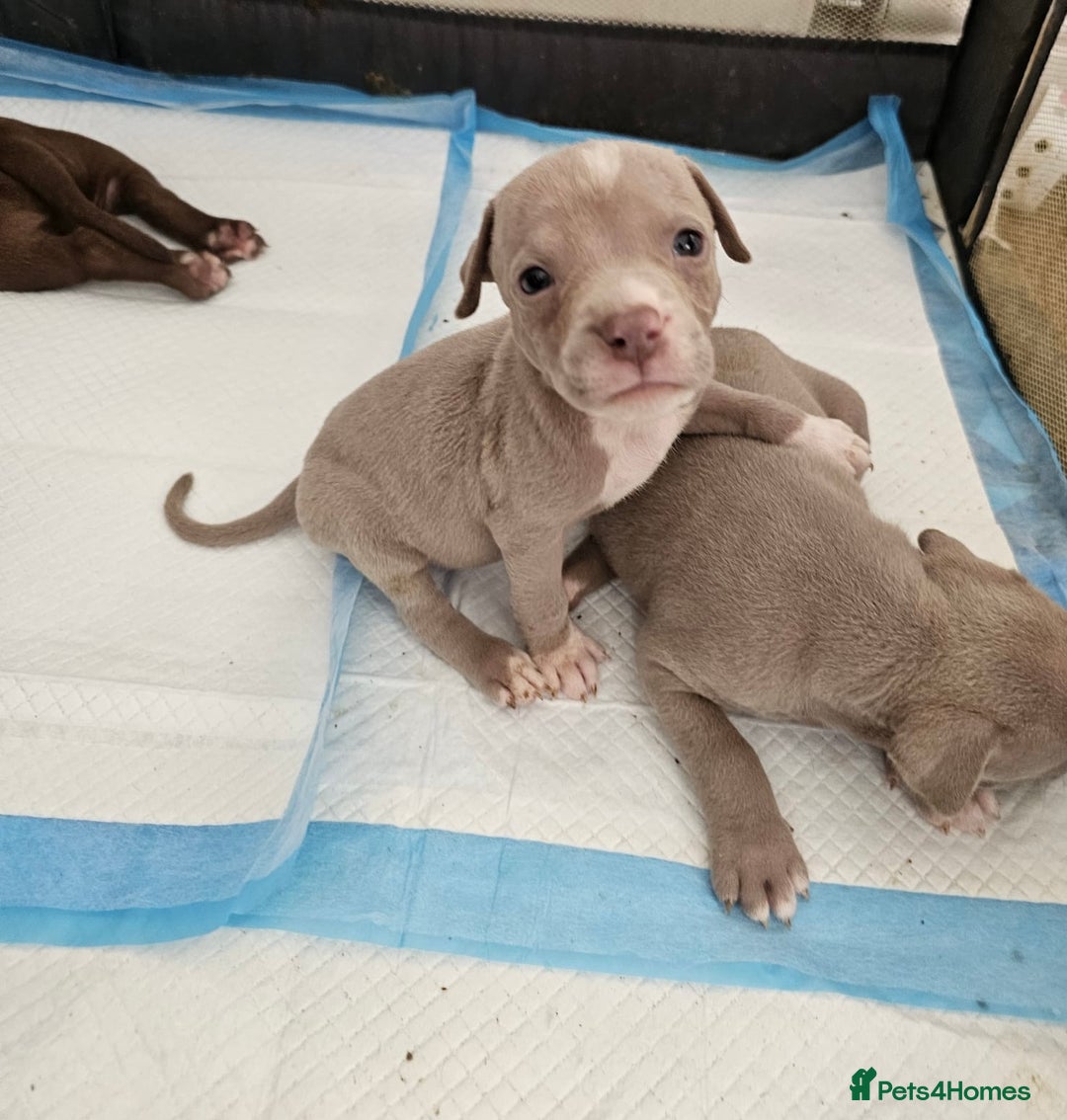 American Bully dogs for sale:  Medium Bully Puppies–XL are banned, these are NOT - Image 10