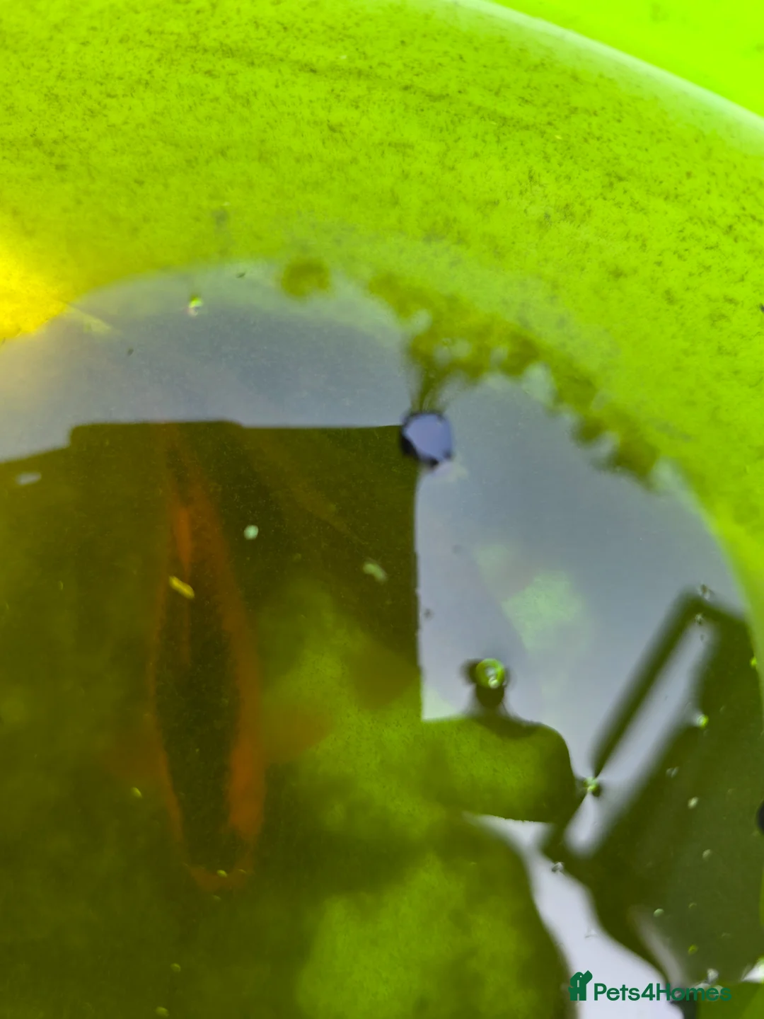 Other/Mixed Breed fish for sale: 4 left from emptying pond.  - Advert 2