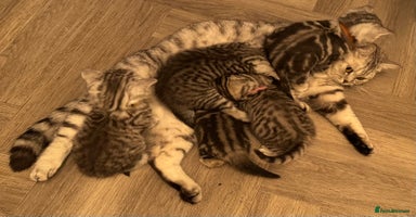 British Shorthair cats GCCF Reg BSH Silver Tabby & Spotted kittens - Advert 14