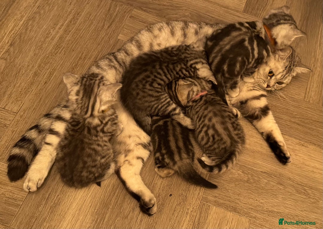 British Shorthair cats for sale: GCCF Reg BSH Silver Tabby & Spotted kittens - Advert 3