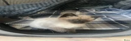 Mixed Breed cats for sale: Two kittens looking for their forever families  in Glasgow - Advert 15