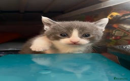 British Shorthair cats for sale: 🐾Turkish Angora × British Blue Kittens Ready Soon - Image 6