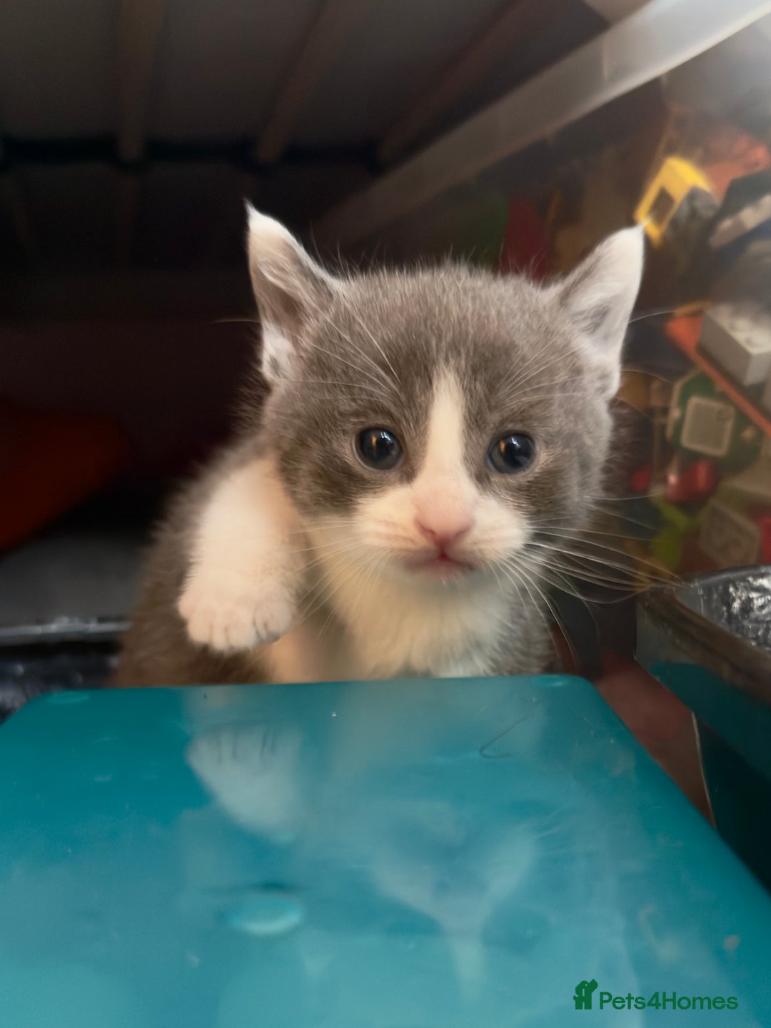 British Shorthair cats for sale: 🐾Turkish Angora × British Blue Kittens Ready Soon - Image 6