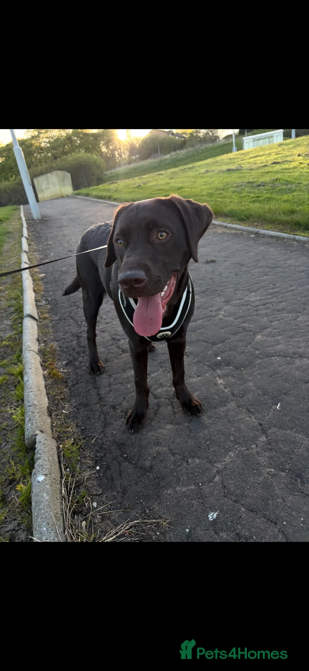 Labrador Retriever dogs for sale: 9 month old puppy for sale in Glasgow - Advert 2
