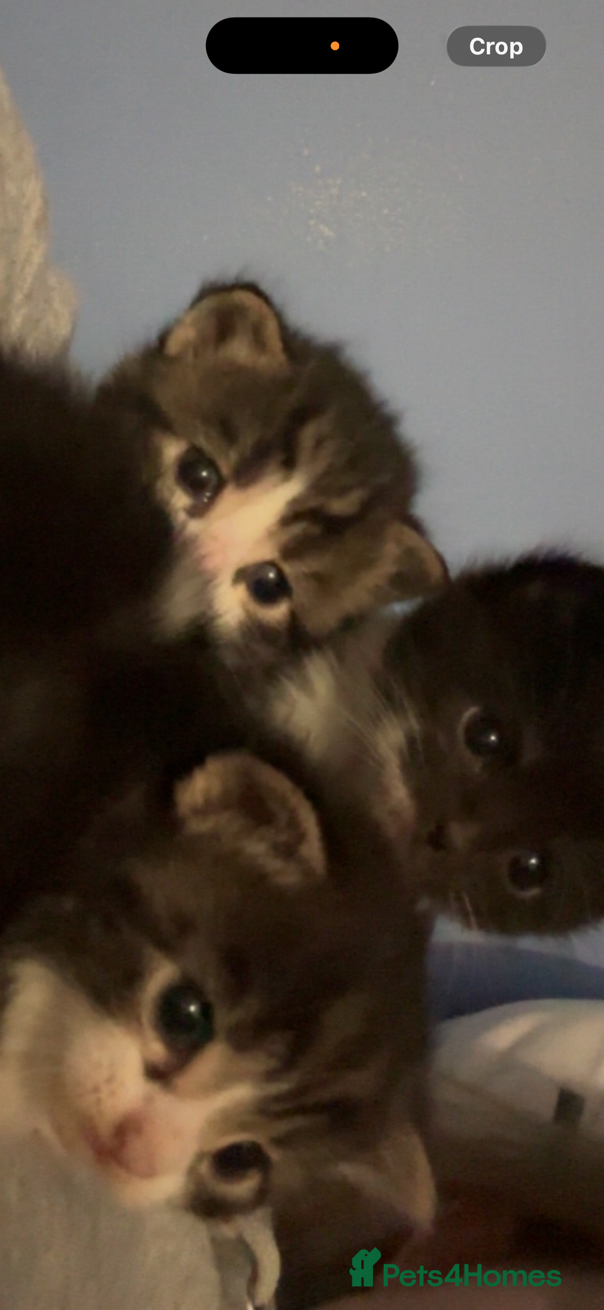 Mixed Breed cats White and grey Tabby 1M/1F ready early Feb - Advert 1