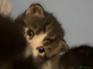 Mixed Breed cats White and grey Tabby 1M/1F ready early Feb - Advert 1