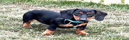 Dachshund dogs for sale: Dachshund puppies standard, wired-haired & smooth - Advert 12