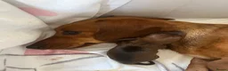 Miniature Dachshund dogs for sale:  Miniature Dachshund Puppies 🐾 in Newton Abbot - Advert 30