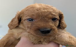 Australian Labradoodle dogs for sale: Adorable Miniature Australian Labradoodle Puppies - Image 11