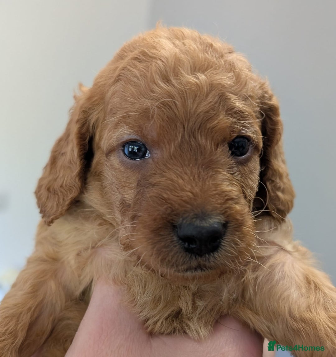 Australian Labradoodle dogs for sale: Adorable Miniature Australian Labradoodle Puppies - Image 11