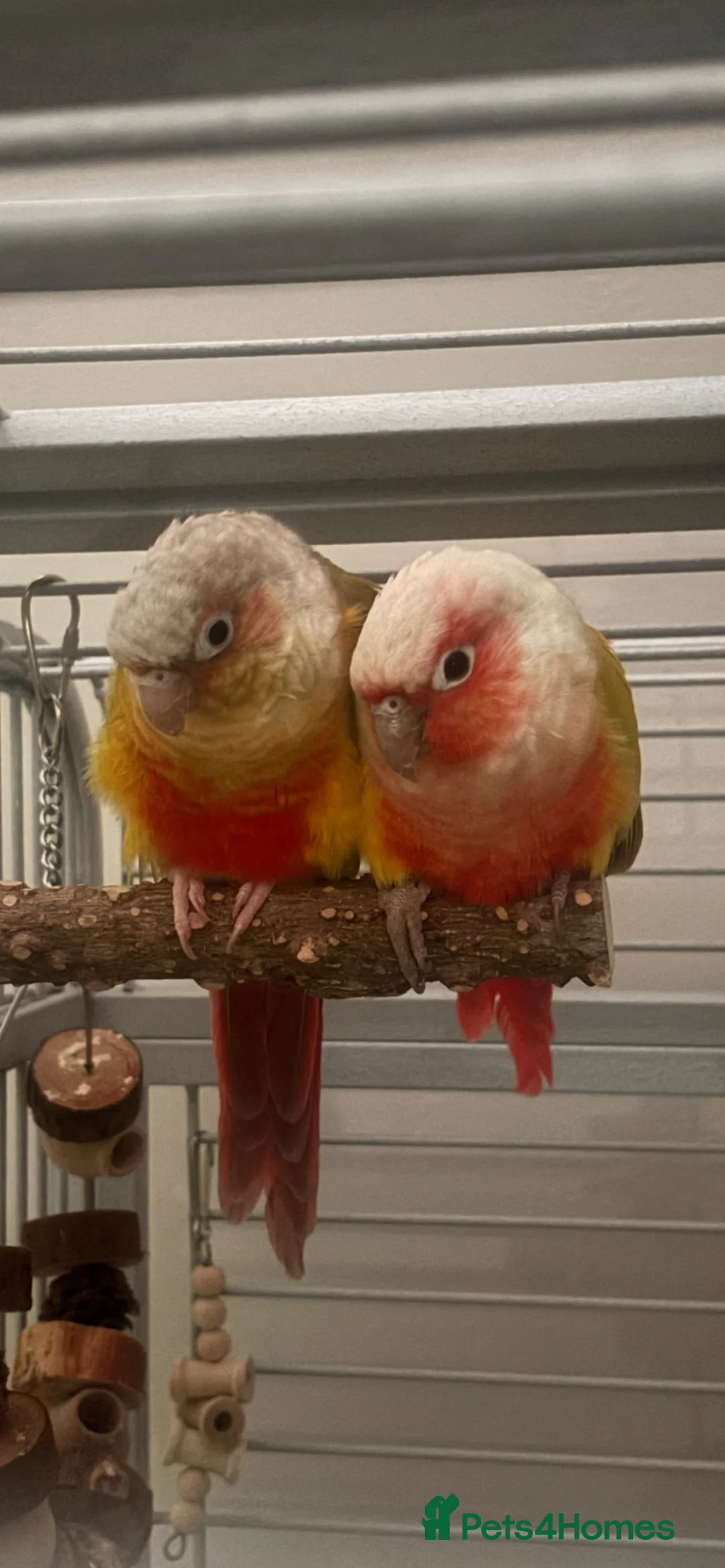Conures birds for sale: 2 beautiful gccs looking for a new home - Advert 2