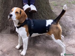 Beagle dogs in Preston - Advert 3