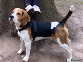 Beagle dogs Beagle for stud PROVEN in Preston - Advert 4