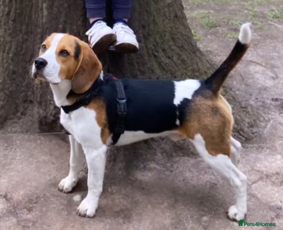 Beagle dogs for stud in Preston - Advert 1