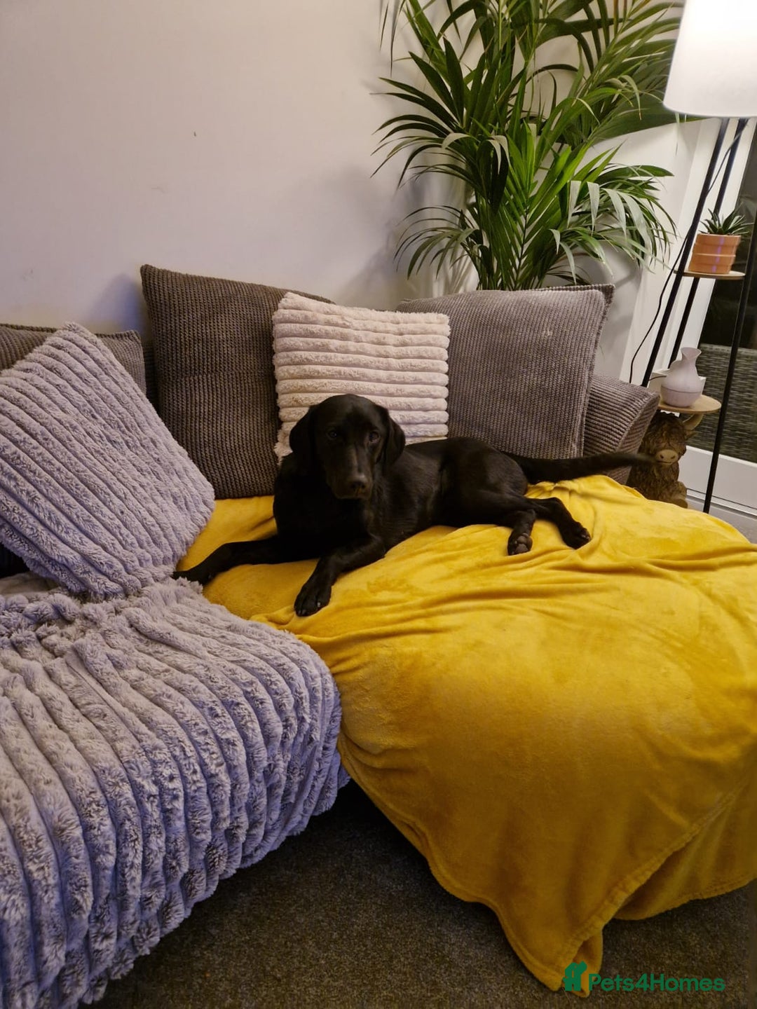 Labrador Retriever dogs for sale: Poppy 1 year old female labrador  - Advert 4