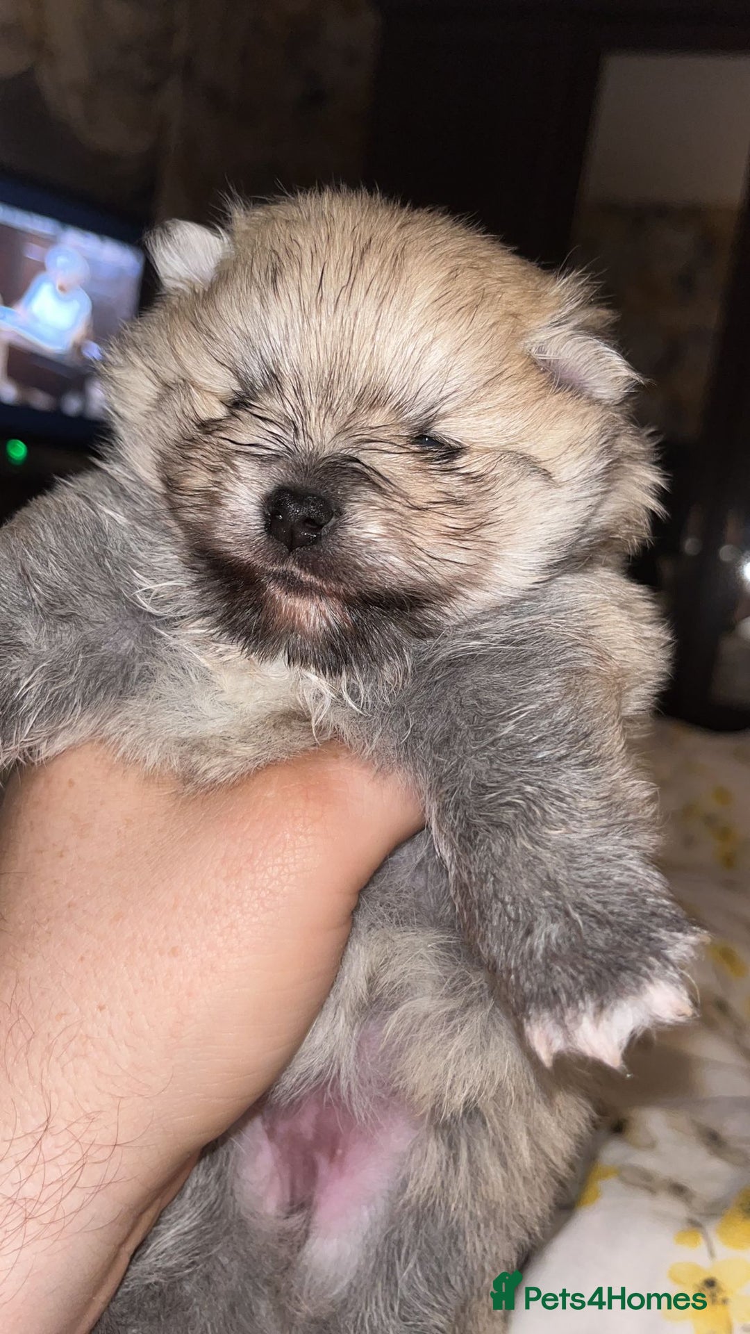 Pomeranian dogs for sale: Kc Reg Pomeranian Pups - Advert 11