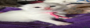 Scottish Fold Kitten 4
