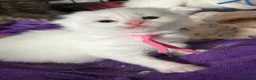 Scottish Fold cats for sale: White Scottish fold long and short hair kittens  - Advert 8