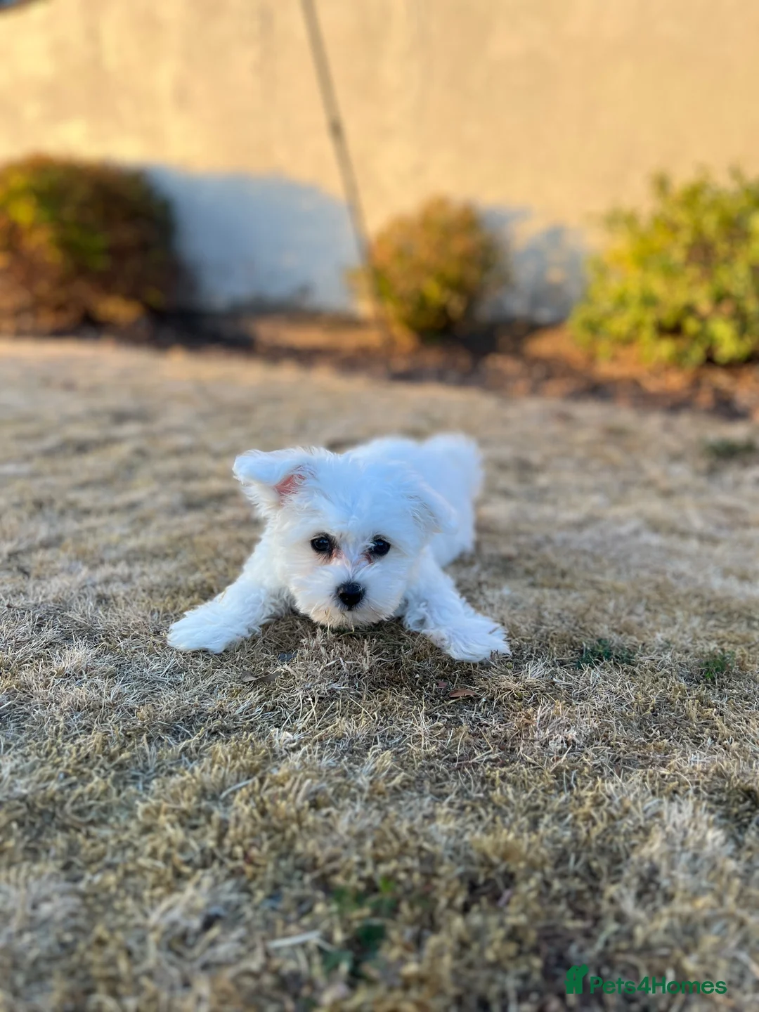 Mixed Breed dogs for sale: Bichon havanese - Advert 4